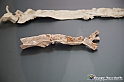 VBS_2795 - Arteriosclerosi - Mostra Body Worlds